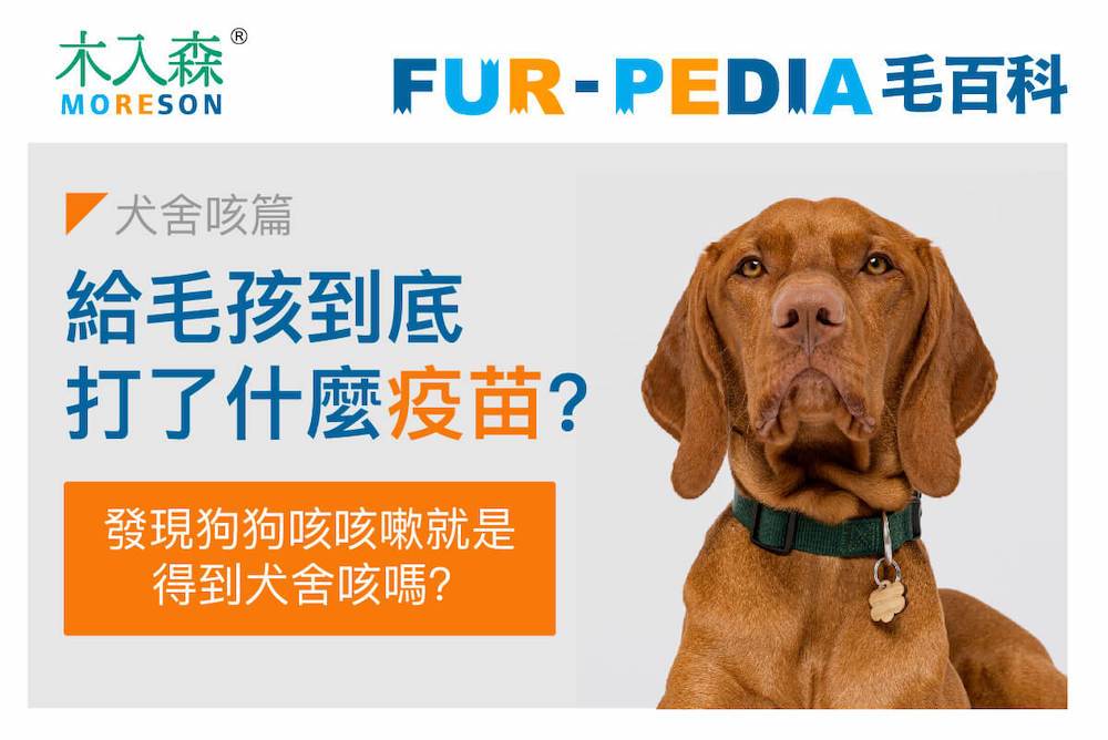 毛孩學堂 毛孩學堂 疾病醫療 我給毛孩到底打了什麼疫苗 犬舍咳篇 木入森moreson