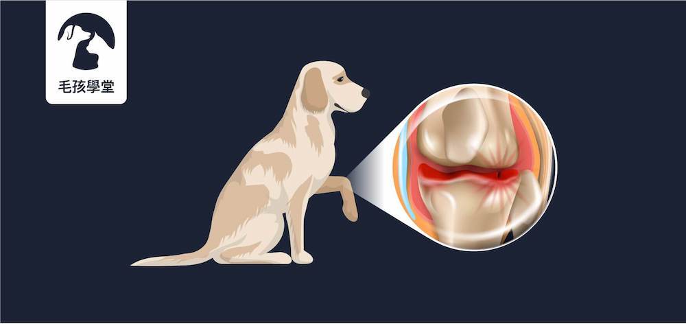 常見狗狗關節疾病的成因 症狀 預防與好發犬種 木入森moreson 寵物保健食品 全方位守護毛孩健康