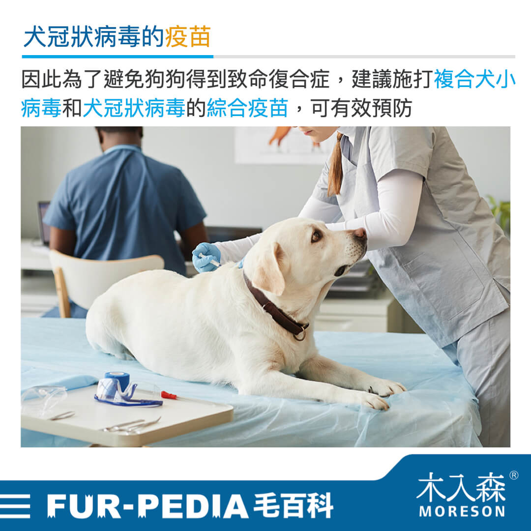 毛孩學堂 毛孩學堂 疾病醫療 我給毛孩到底打了什麼疫苗 犬冠狀病毒篇 木入森moreson