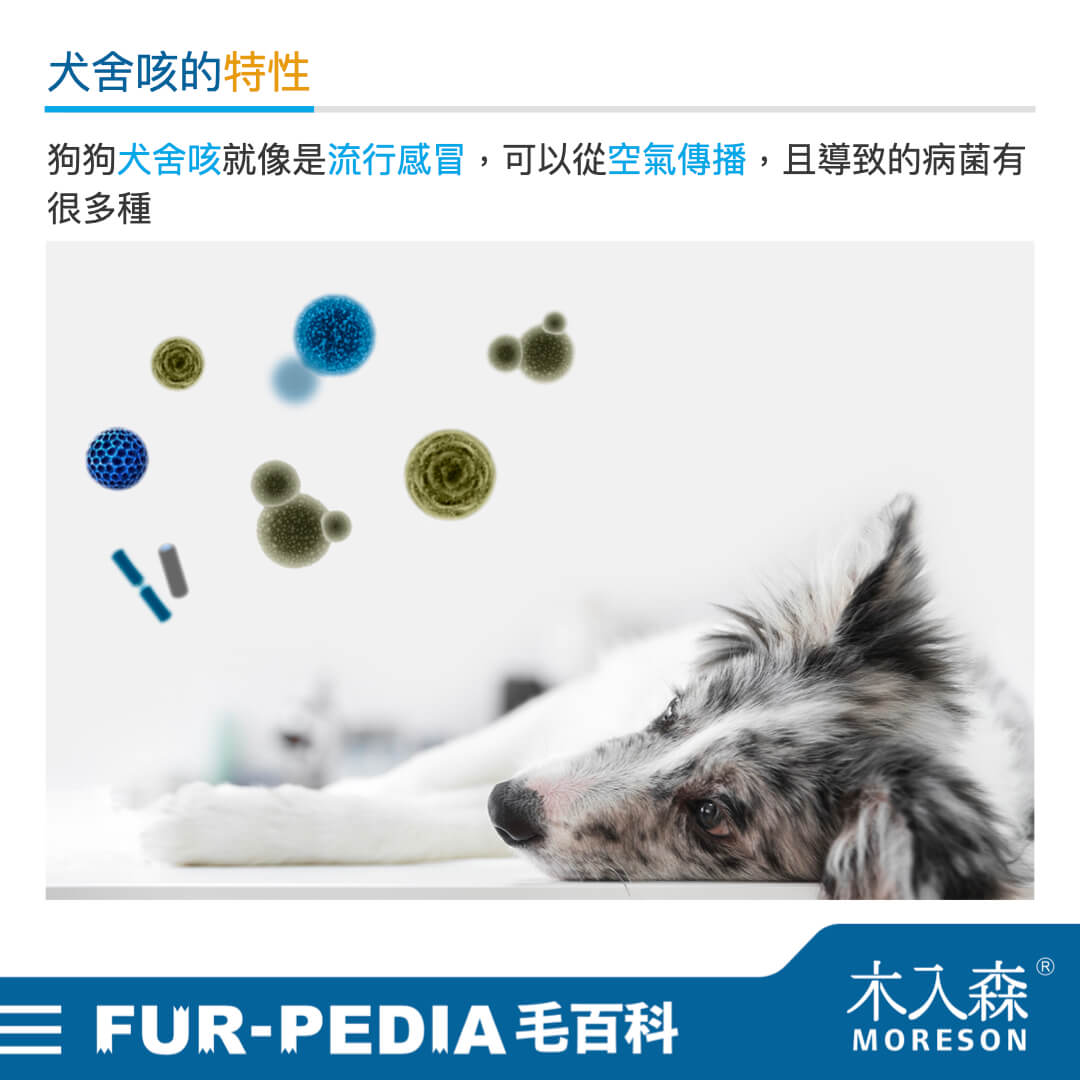 毛孩學堂 毛孩學堂 疾病醫療 我給毛孩到底打了什麼疫苗 犬舍咳篇 木入森moreson