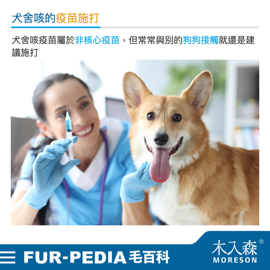 毛孩學堂 毛孩學堂 疾病醫療 我給毛孩到底打了什麼疫苗 犬舍咳篇 木入森moreson