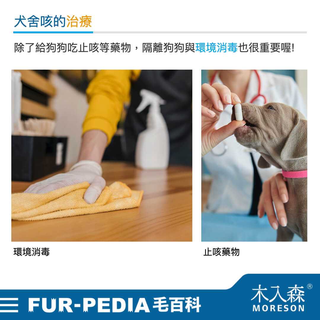 毛孩學堂 毛孩學堂 疾病醫療 我給毛孩到底打了什麼疫苗 犬舍咳篇 木入森moreson