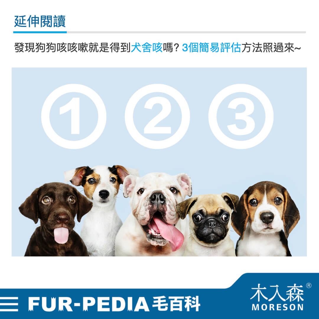 毛孩學堂 毛孩學堂 疾病醫療 我給毛孩到底打了什麼疫苗 犬舍咳篇 木入森moreson